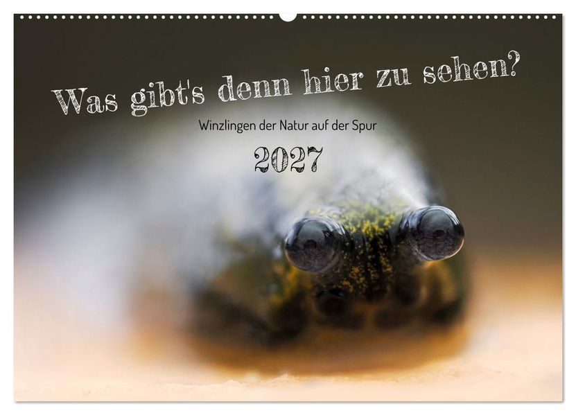 Was gibt's denn hier zu sehen? (Wandkalender 2027 DIN A2 quer) CALVENDO Monatskalender