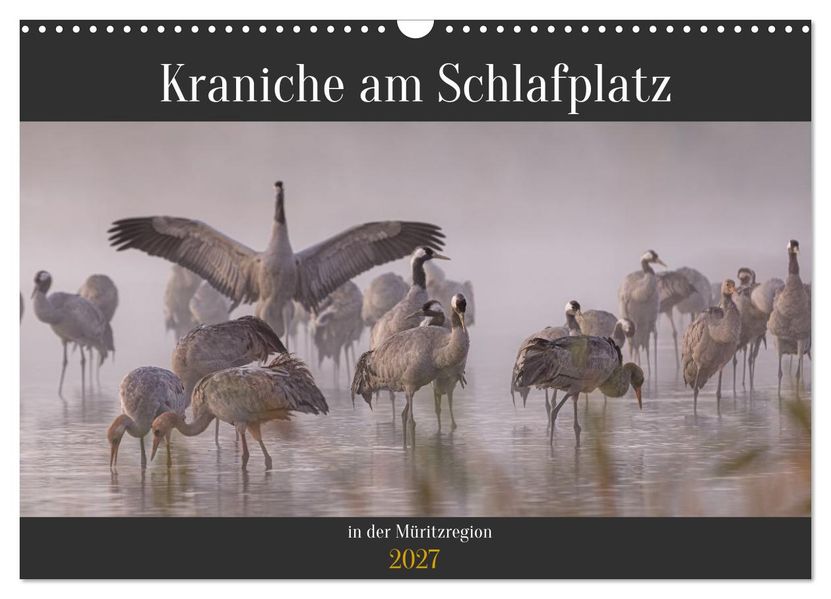 Kraniche am Schlafplatz in der Müritzregion (Wandkalender 2027 DIN A3 quer) CALVENDO Monatskalender