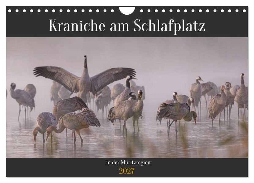 Kraniche am Schlafplatz in der Müritzregion (Wandkalender 2027 DIN A4 quer) CALVENDO Monatskalender