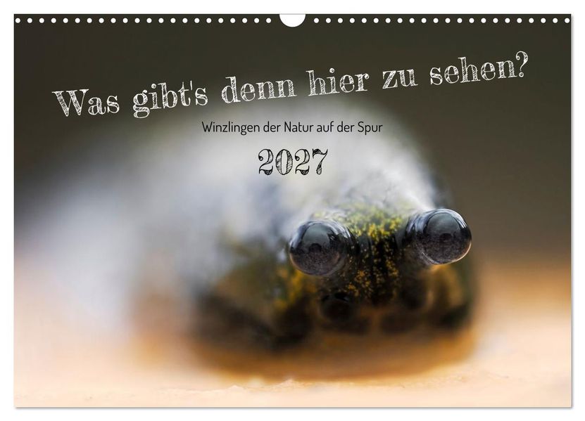 Was gibt's denn hier zu sehen? (Wandkalender 2027 DIN A3 quer) CALVENDO Monatskalender