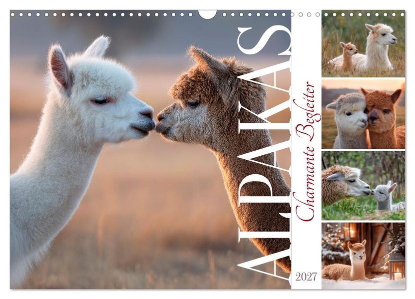 Alpakas - Charmante Begleiter (Wandkalender 2027 DIN A3 quer) CALVENDO Monatskalender
