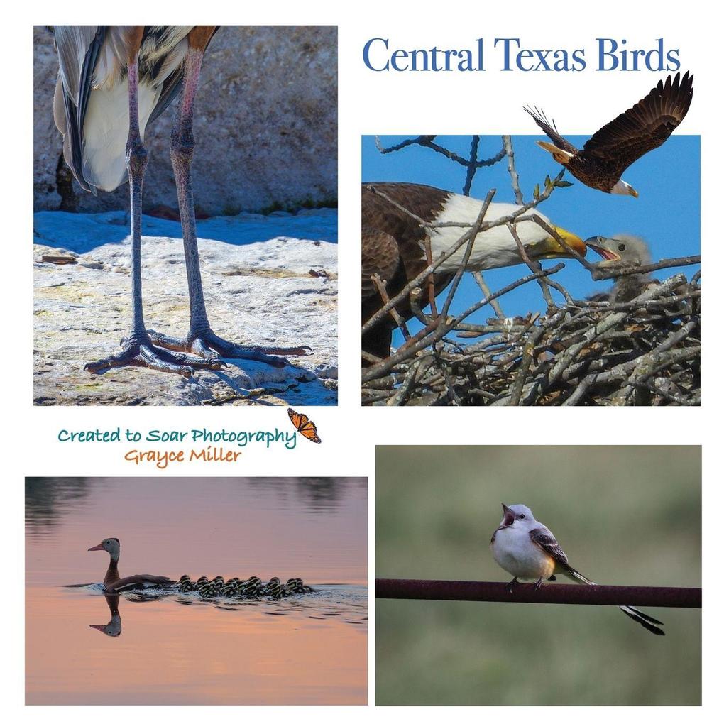 Central Texas Birds