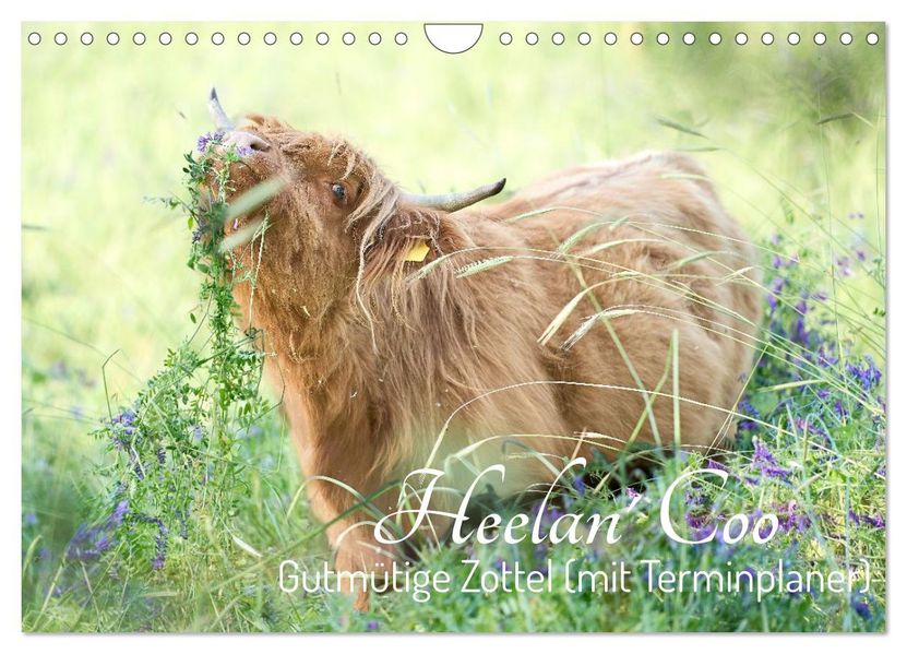 Heelan' Coo - Gutmütige Zottel (mit Terminplaner) (Wandkalender 2027 DIN A4 quer) CALVENDO Monatskalender