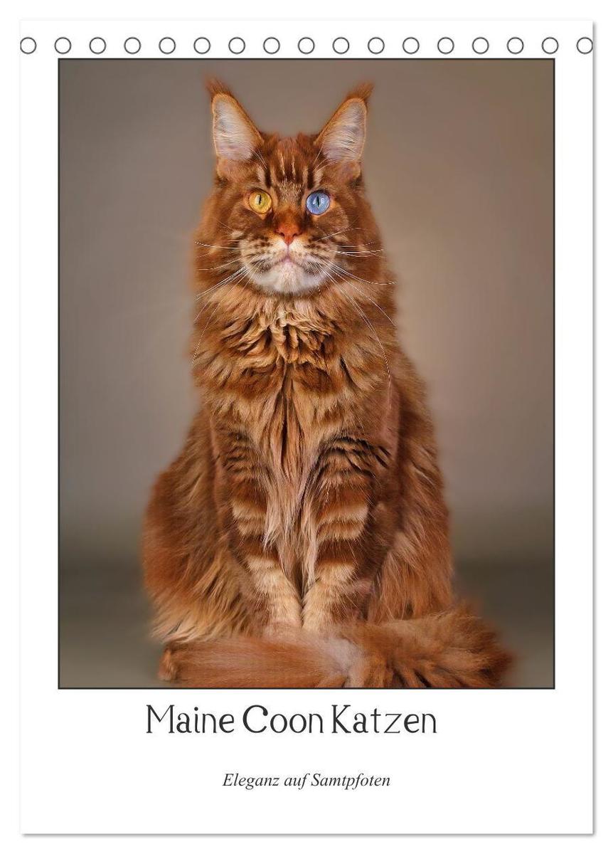 Maine Coon Katzen. Eleganz auf Samtpfoten (Tischkalender 2027 DIN A5 hoch) CALVENDO Monatskalender