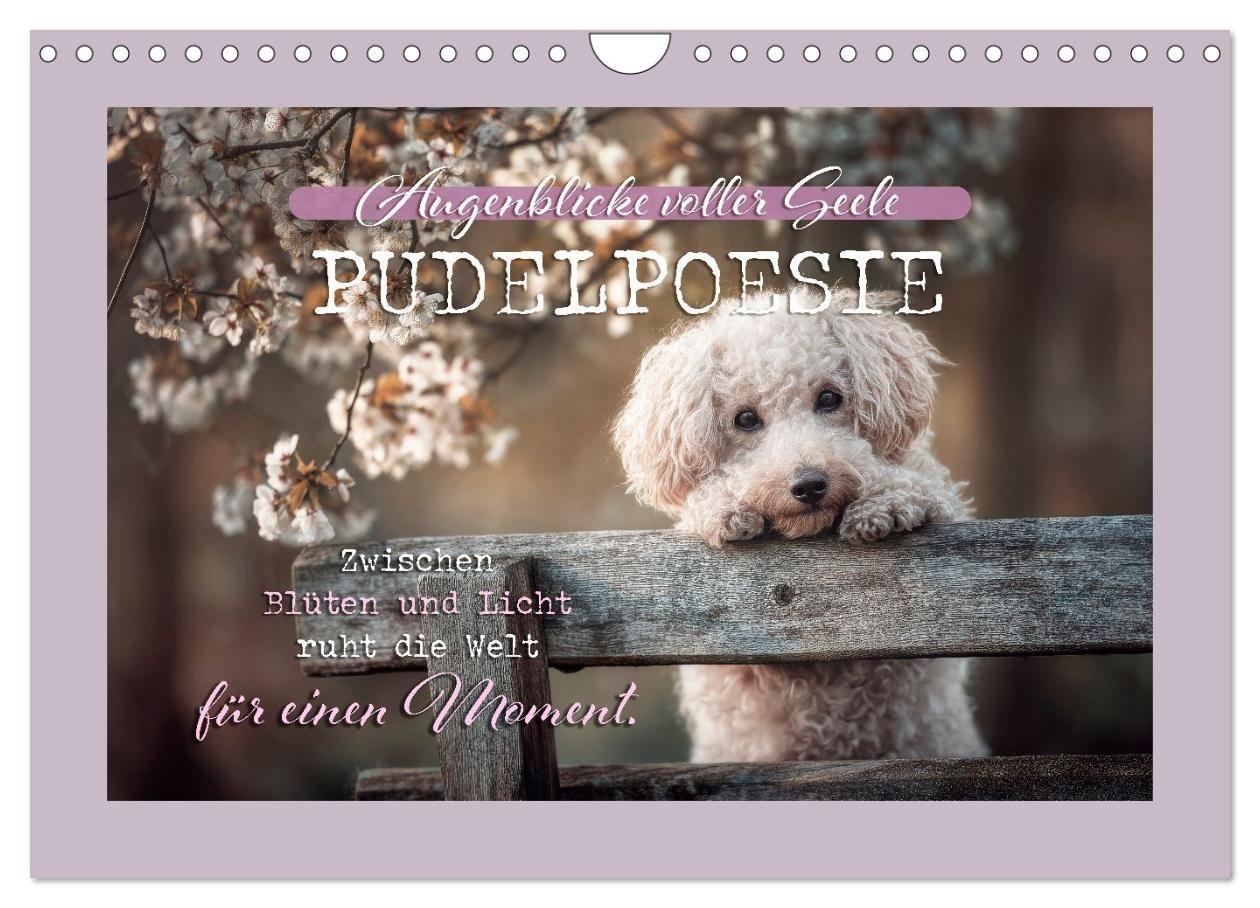 Pudelpoesie - Augenblicke voller Seele (Wandkalender 2027 DIN A4 quer) CALVENDO Monatskalender