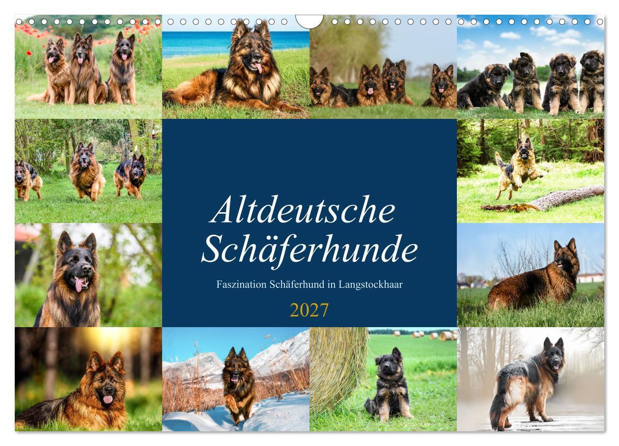 Altdeutsche Schäferhunde - Faszination Schäferhund in Langstockhaar (Wandkalender 2027 DIN A3 quer) CALVENDO Monatskalender