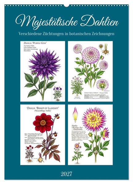 Majestätische Dahlien (Wandkalender 2027 DIN A2 hoch) CALVENDO Monatskalender