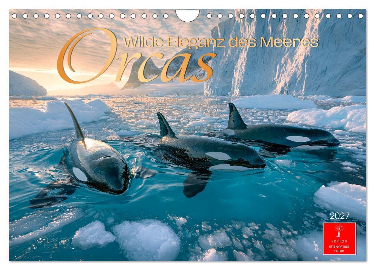 Orcas - Wilde Eleganz des Meeres (Wandkalender 2027 DIN A4 quer) CALVENDO Monatskalender
