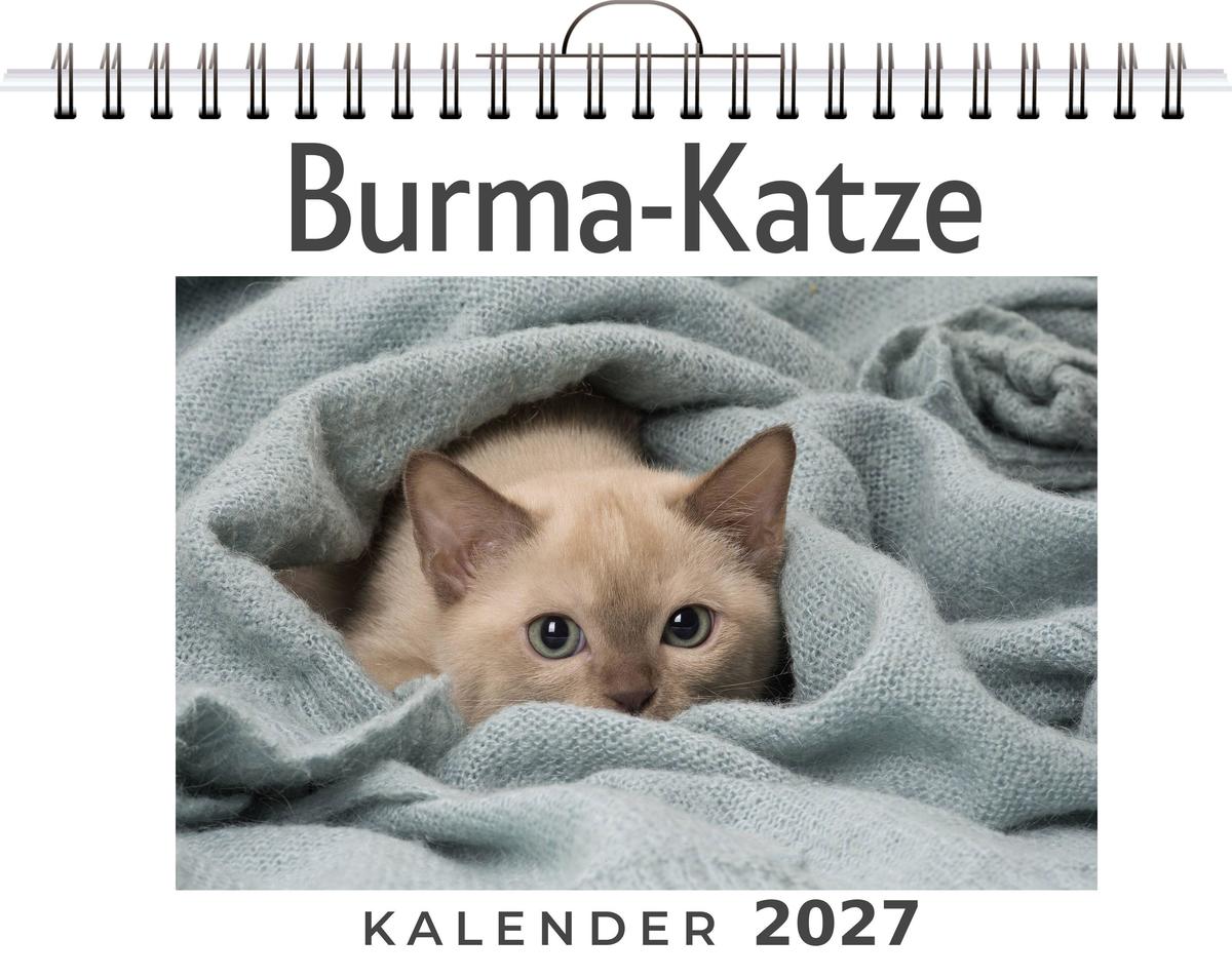 Burma-Katze