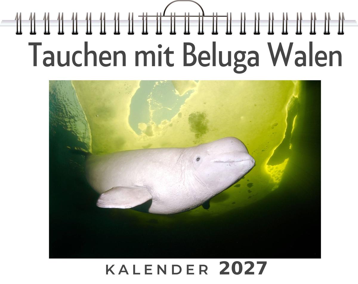 Tauchen mit Beluga Walen