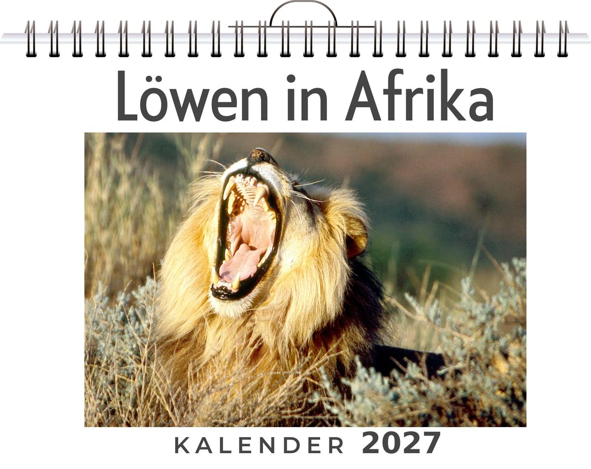 Löwen in Afrika