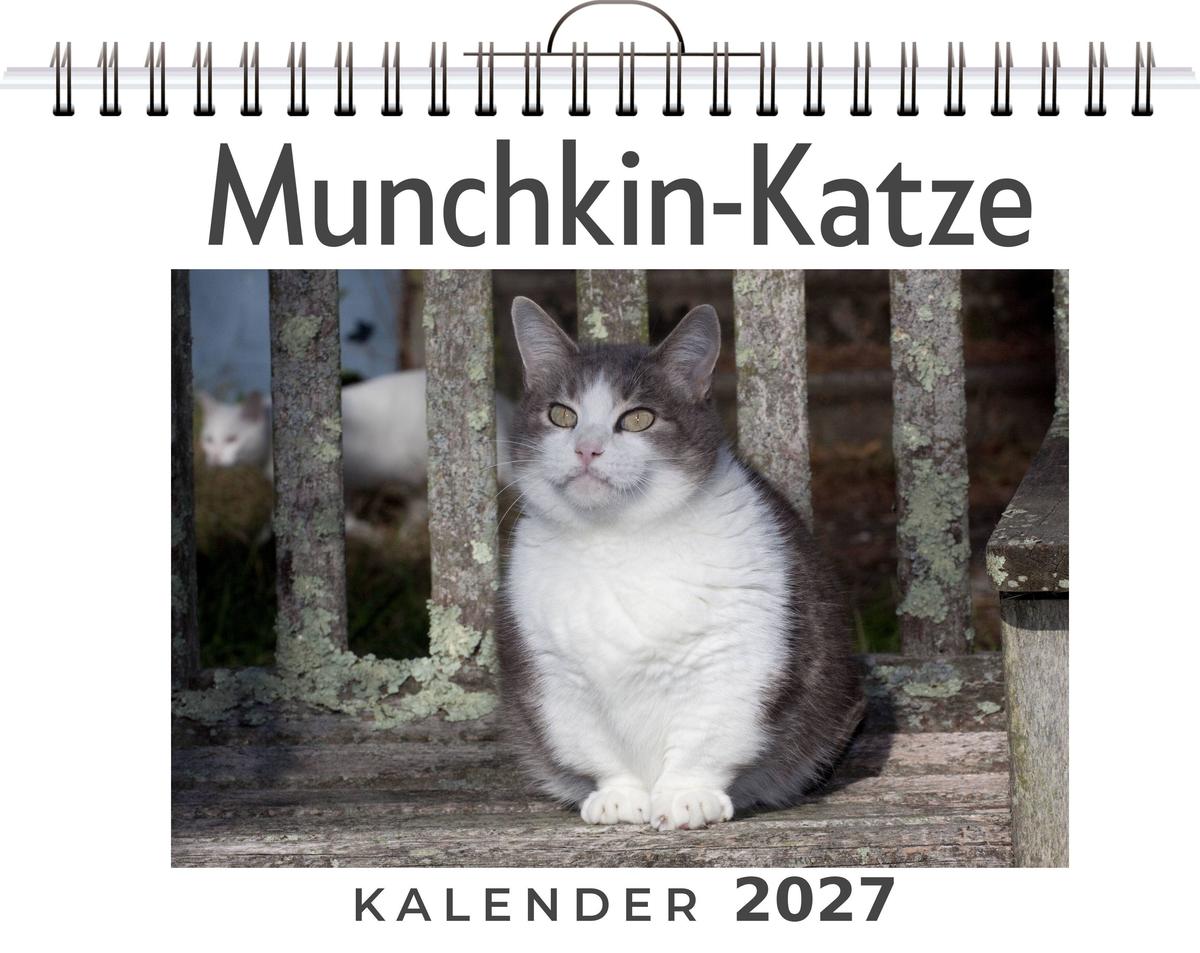 Munchkin-Katze