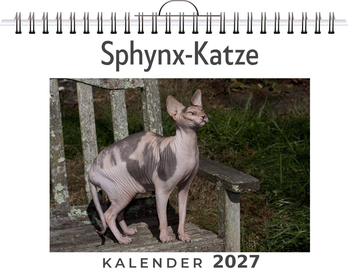 Sphynx-Katze