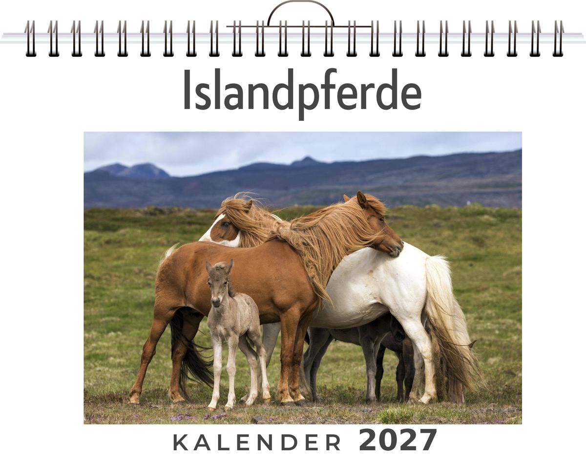 Islandpferde