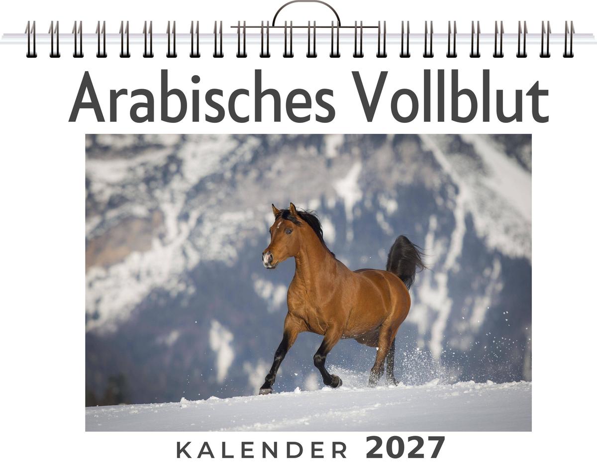 Arabisches Vollblut