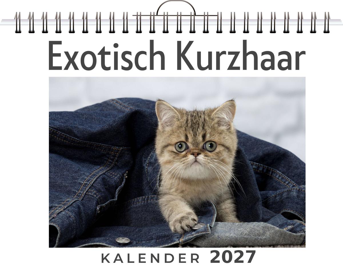 Exotisch Kurzhaar