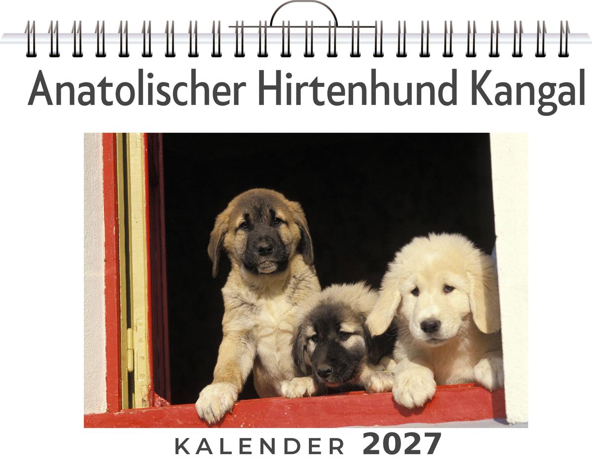 Anatolischer Hirtenhund Kangal