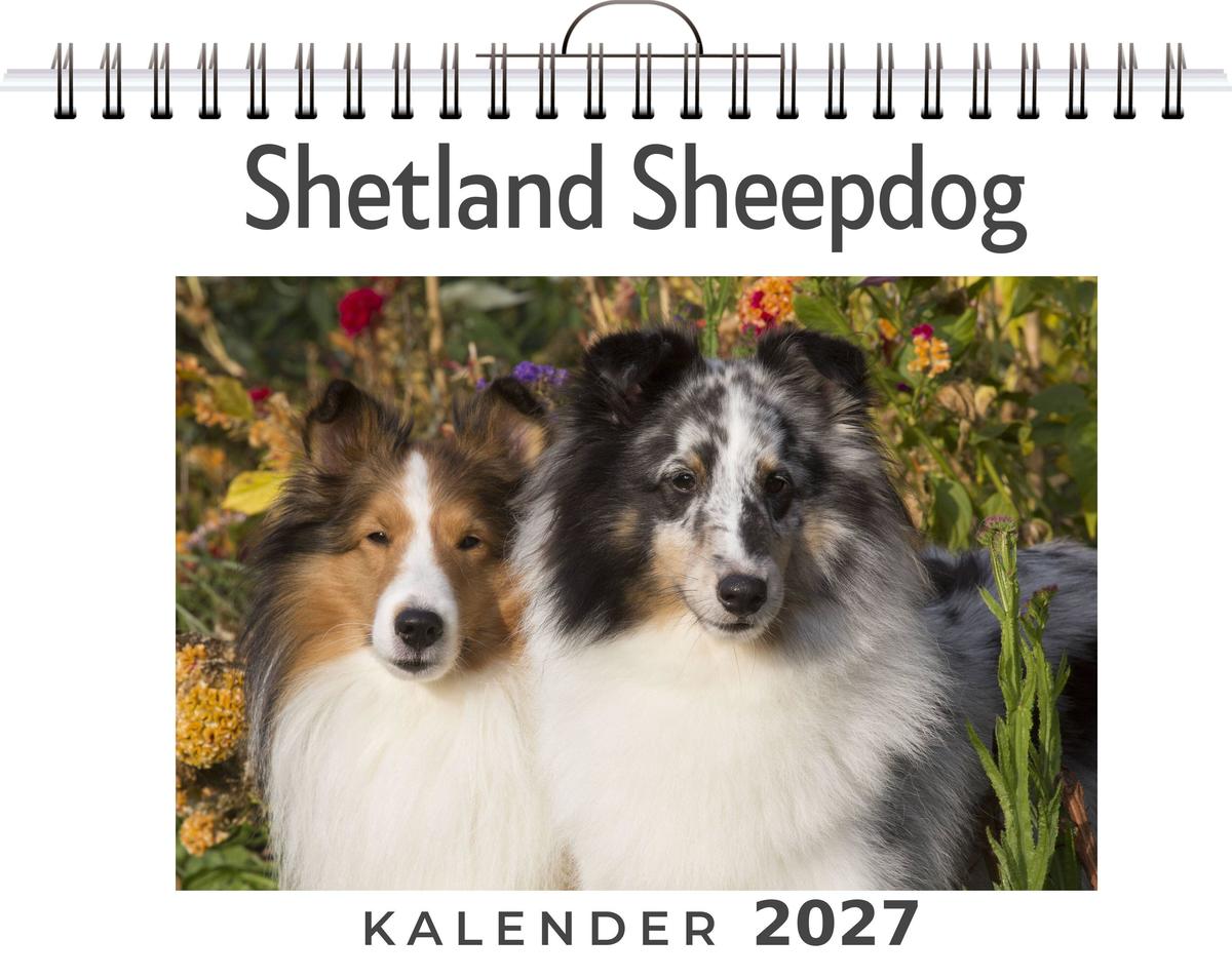 Shetland Sheepdog