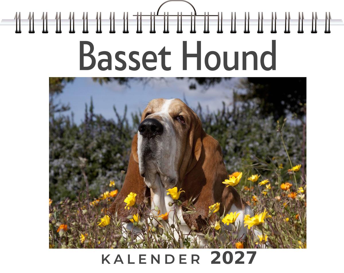 Basset Hound