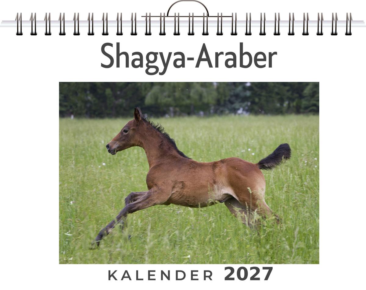 Shagya-Araber