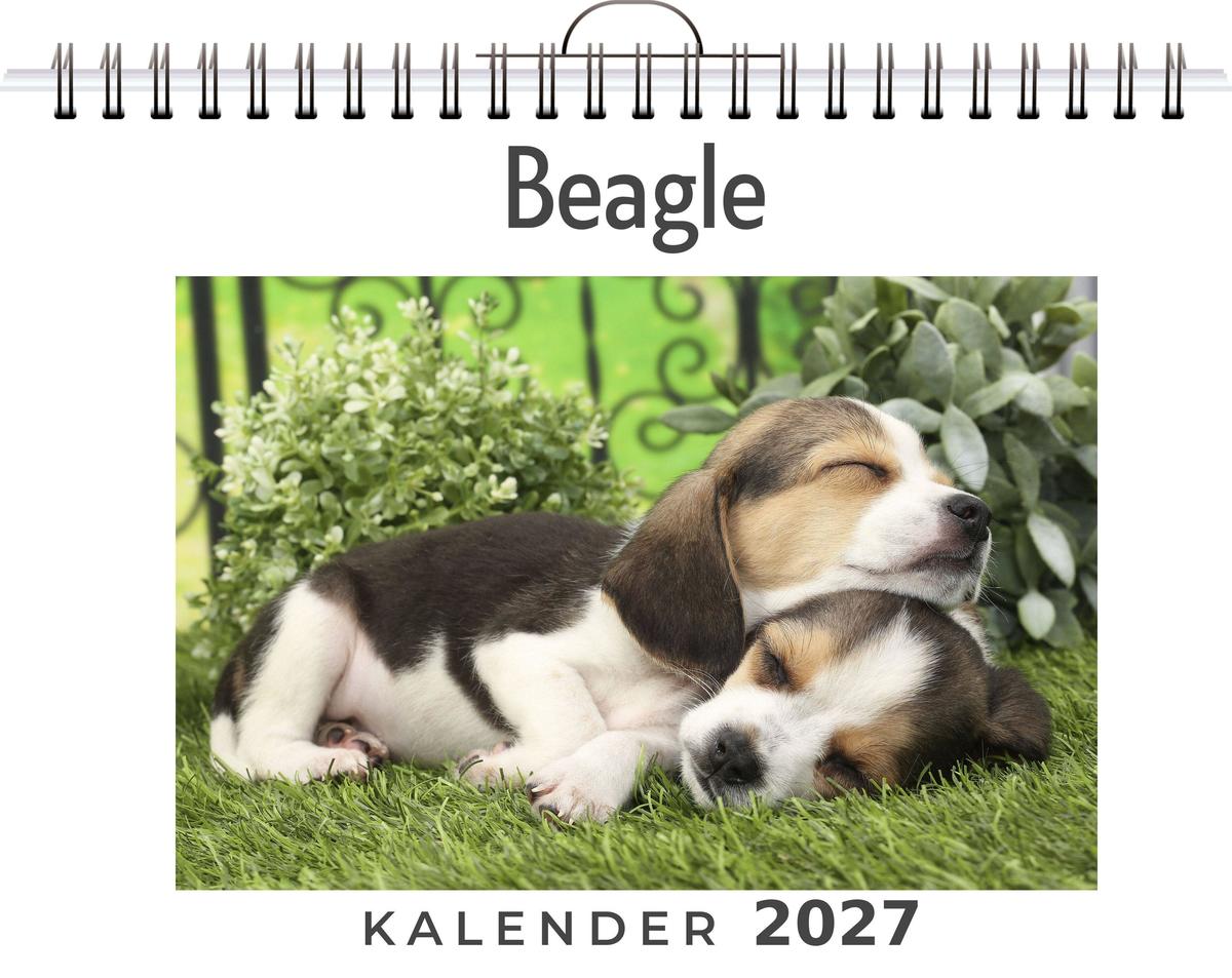 Beagle
