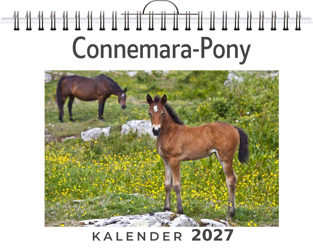 Connemara-Pony