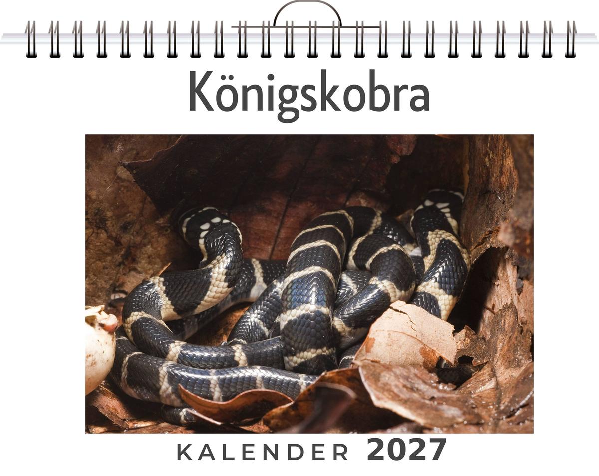 Königskobra