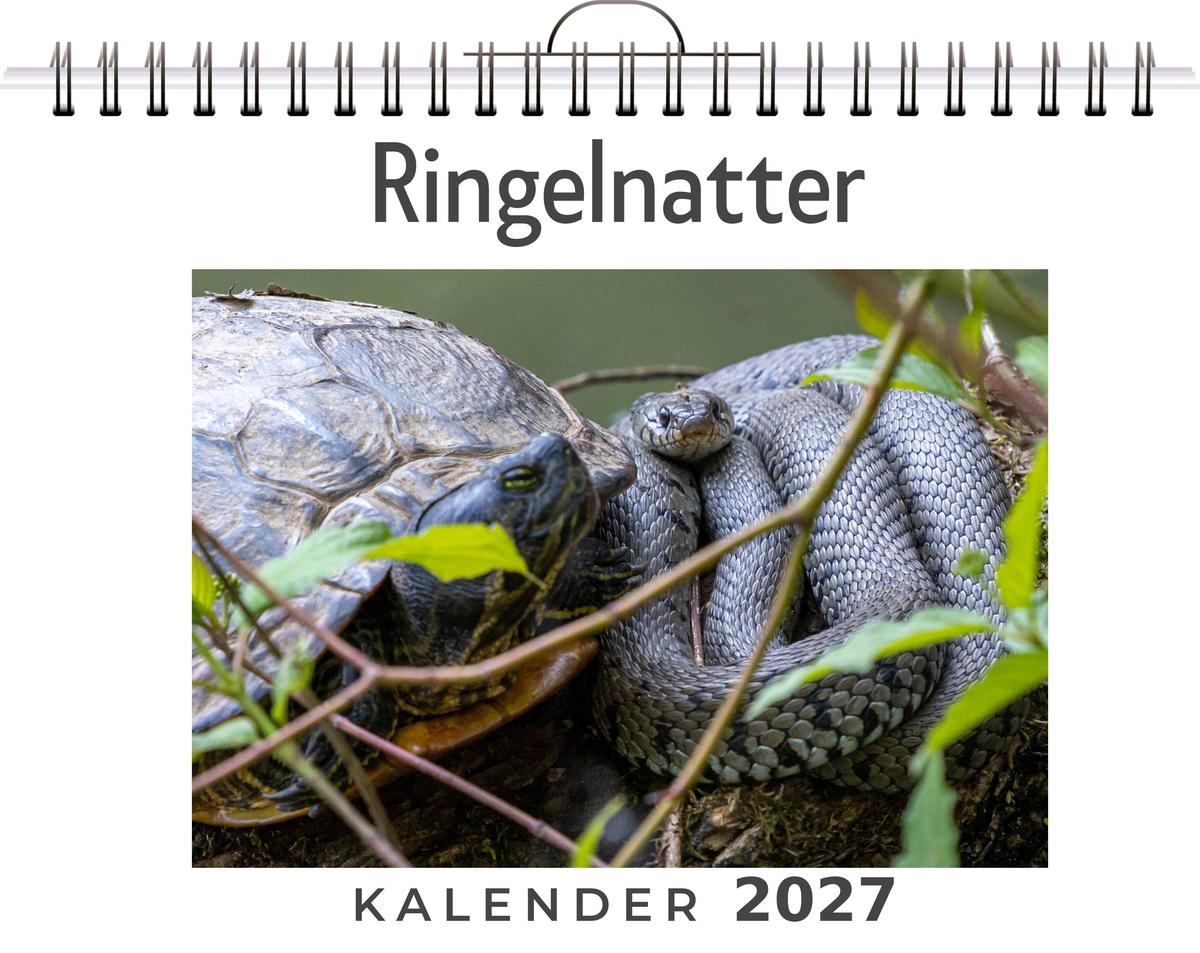 Ringelnatter