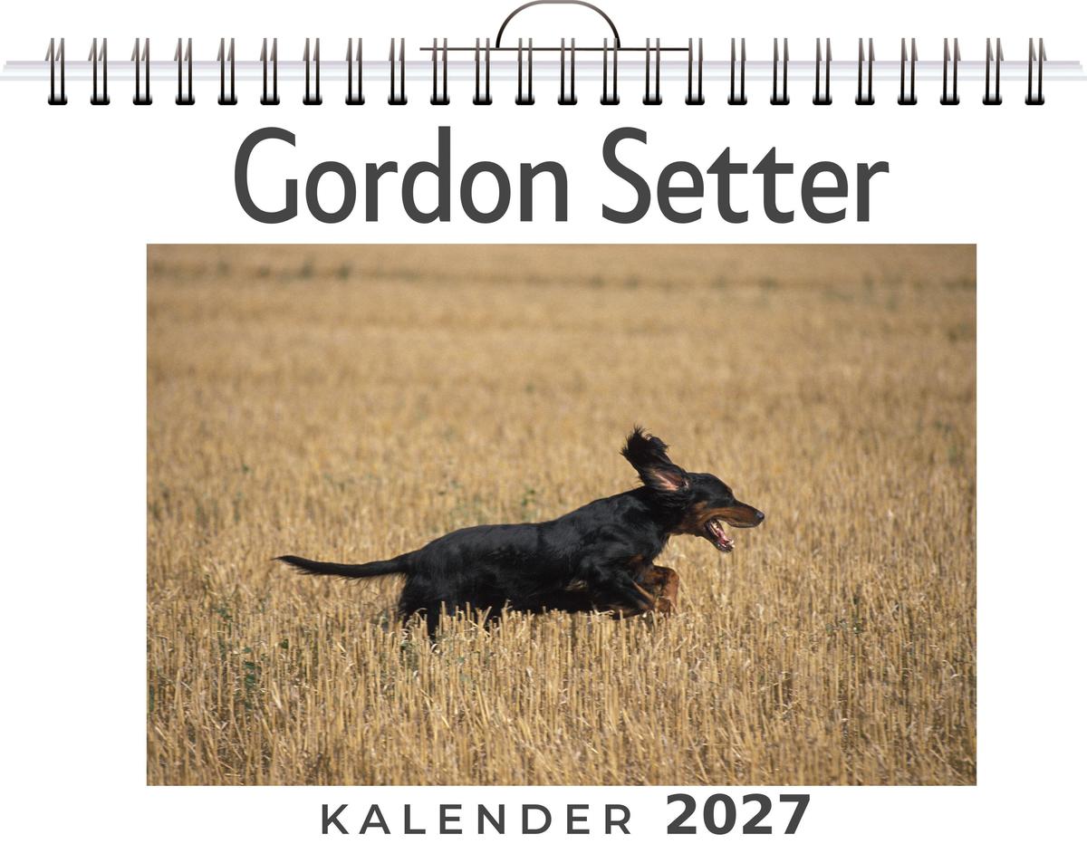 Gordon Setter