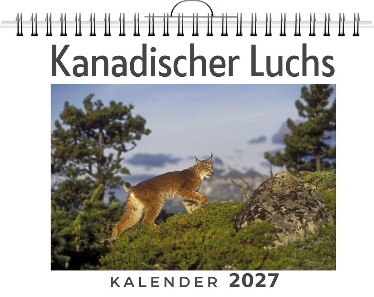 Kanadischer Luchs