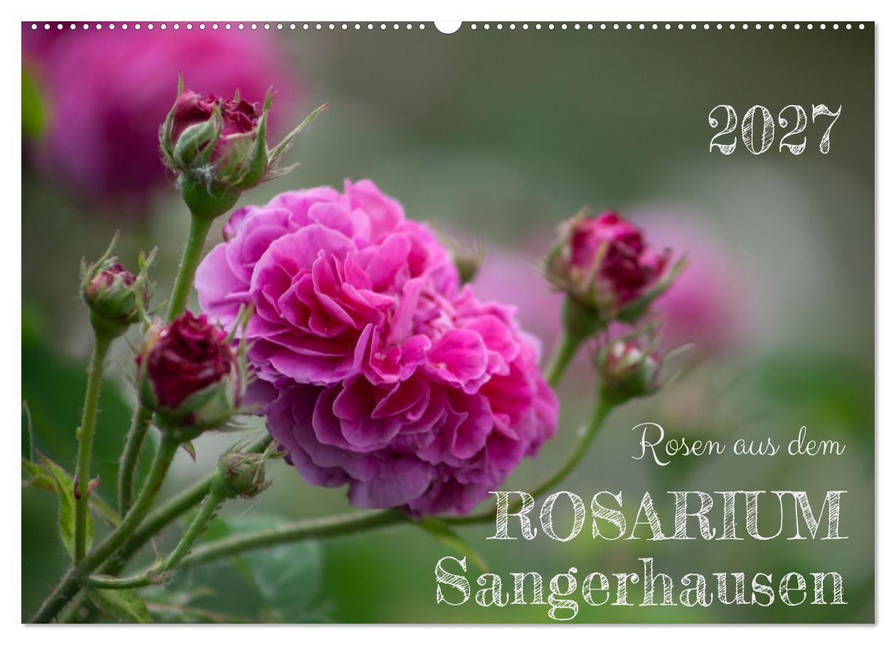 Rosen aus dem Rosarium Sangerhausen (Wandkalender 2027 DIN A2 quer) CALVENDO Monatskalender