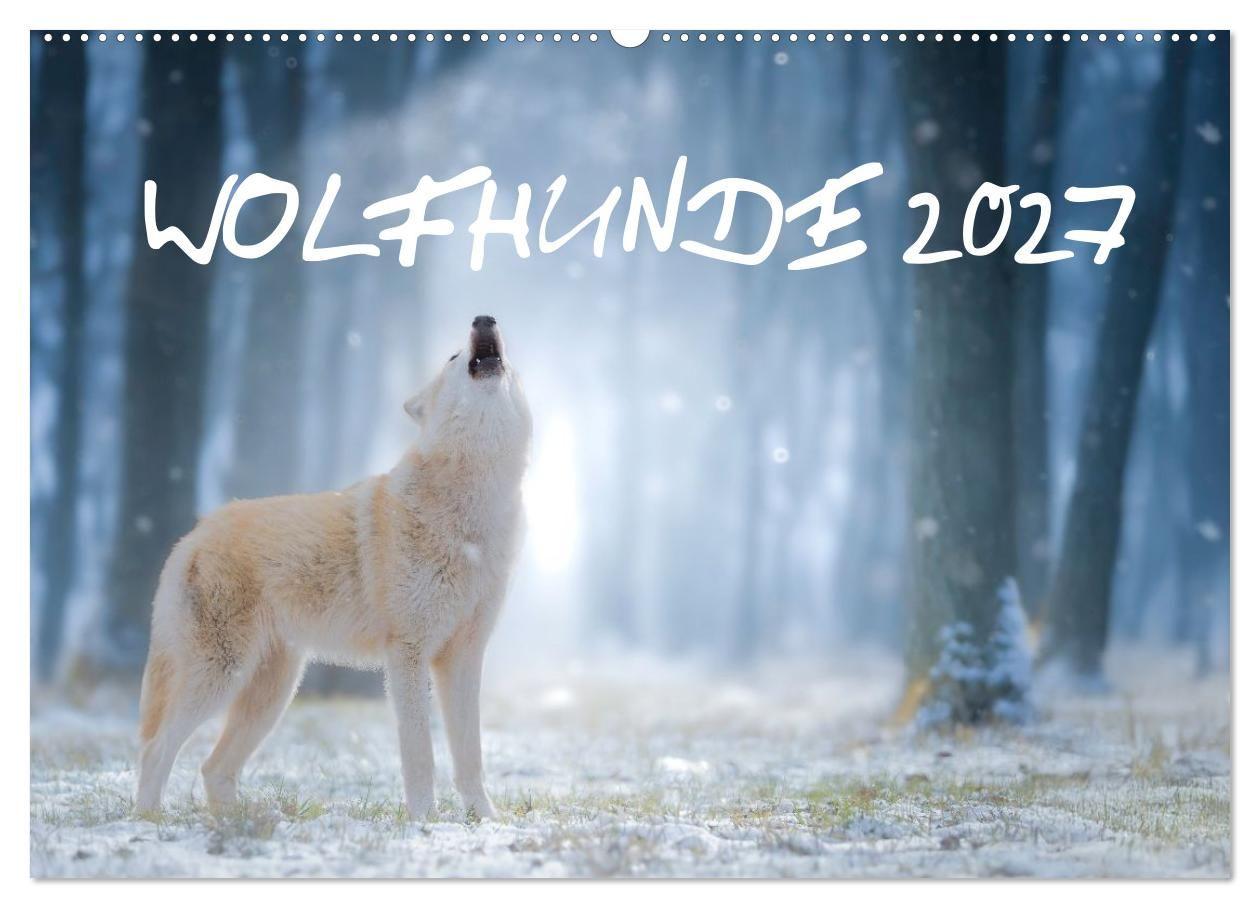 Wolfshunde (Wandkalender 2027 DIN A2 quer) CALVENDO Monatskalender