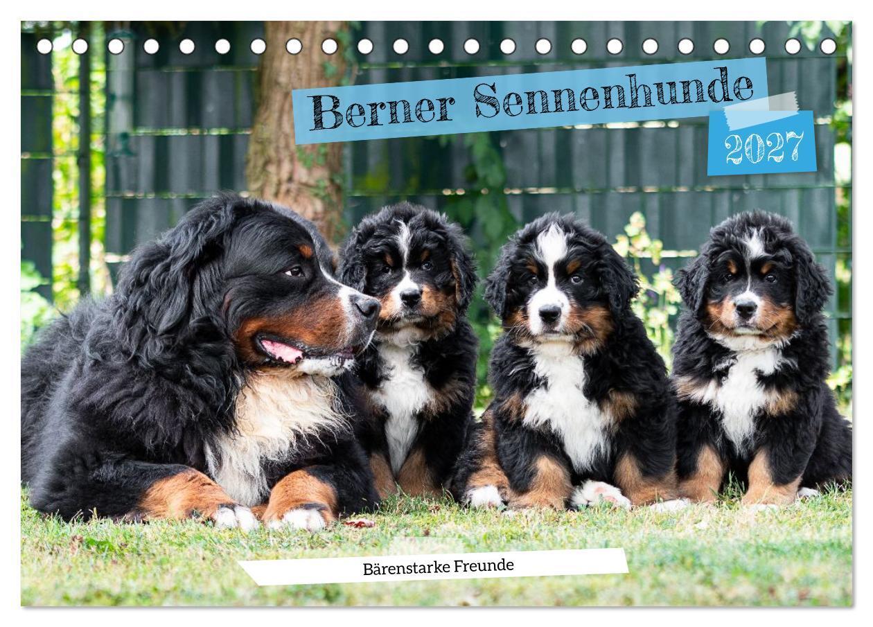 Berner Sennenhunde Bärenstarke Freunde (Tischkalender 2027 DIN A5 quer) CALVENDO Monatskalender