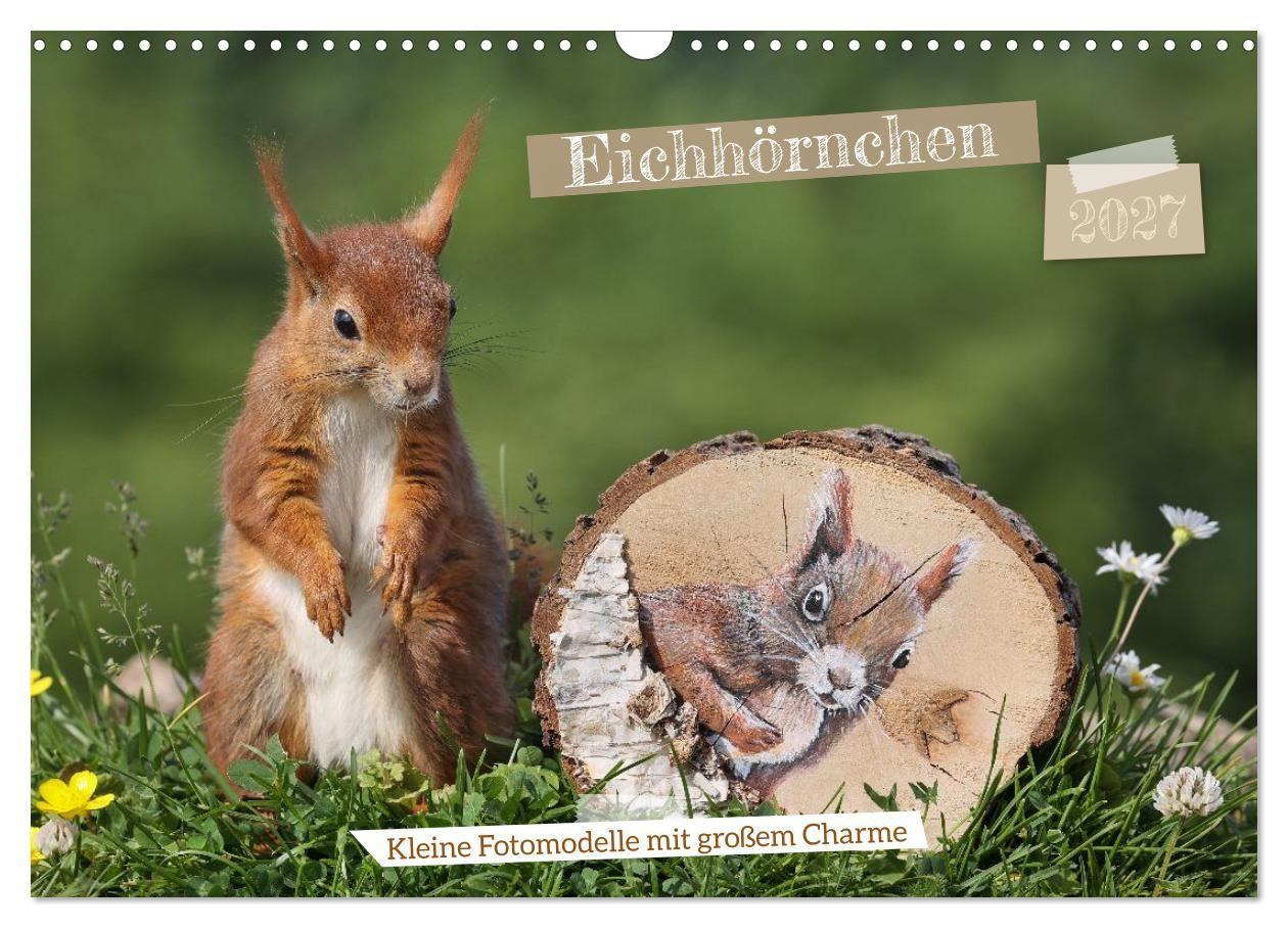 Eichhörnchen - Kleine Fotomodelle mit großem Charme (Wandkalender 2027 DIN A3 quer) CALVENDO Monatskalender