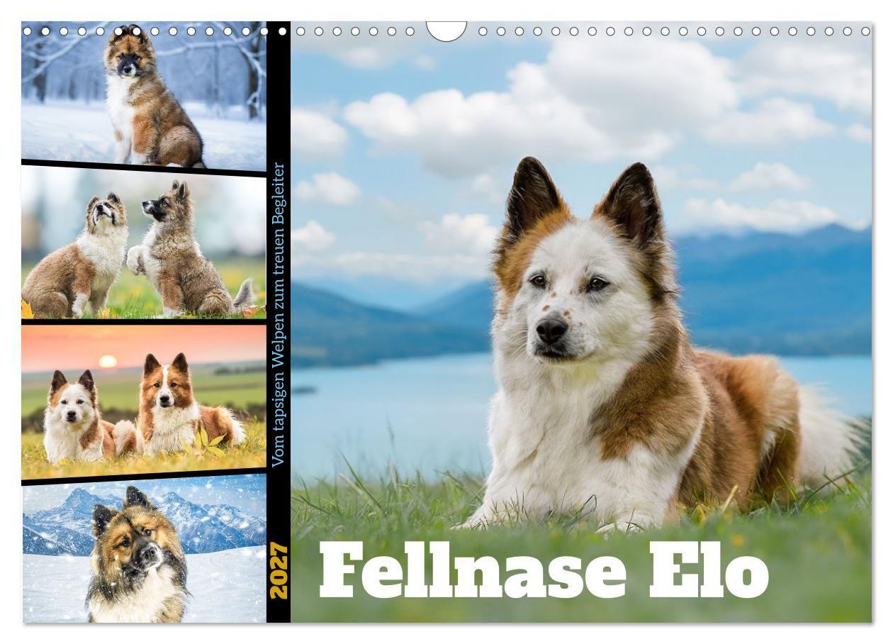 Fellnase Elo. Vom tapsigen Welpen zum treuen Begleiter (Wandkalender 2027 DIN A3 quer) CALVENDO Monatskalender