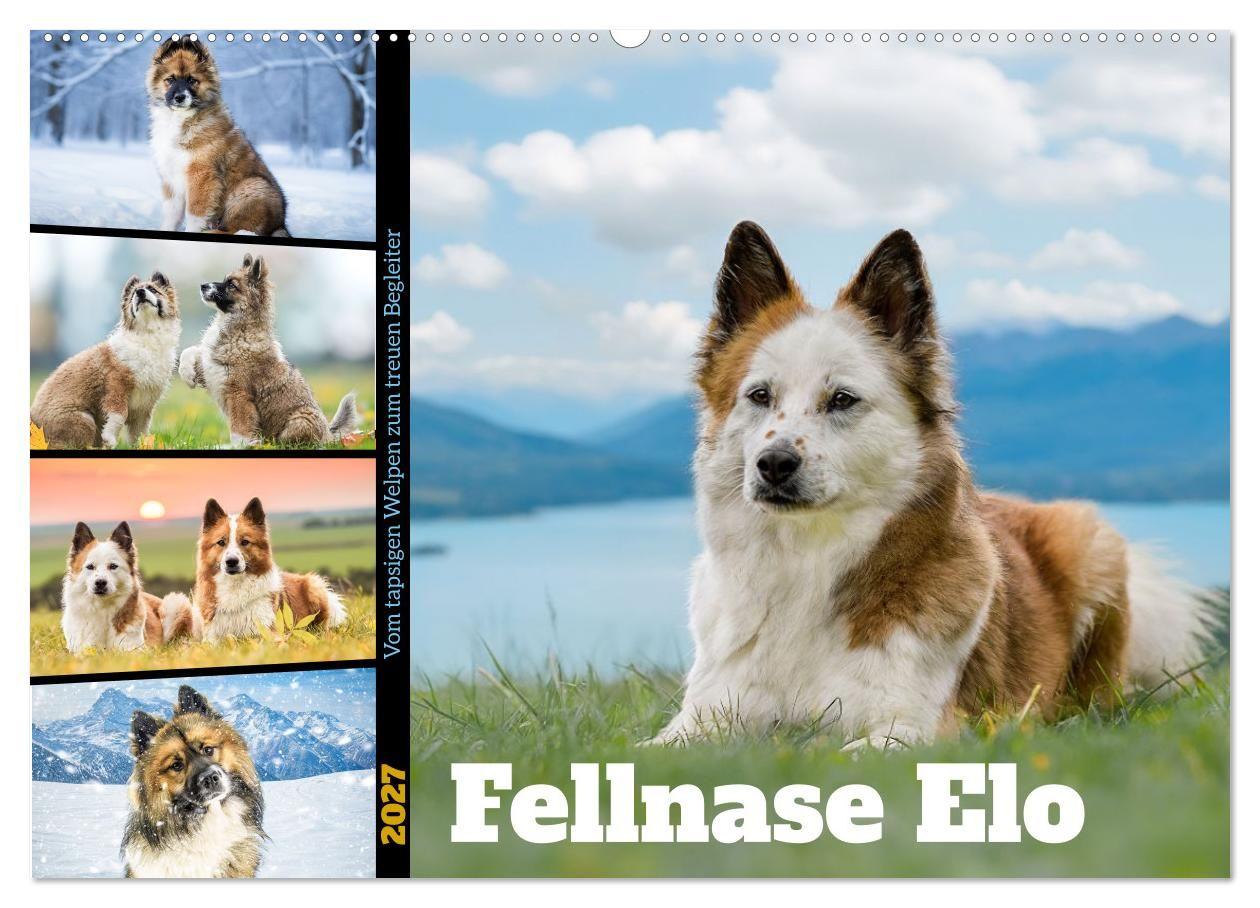 Fellnase Elo. Vom tapsigen Welpen zum treuen Begleiter (Wandkalender 2027 DIN A2 quer) CALVENDO Monatskalender