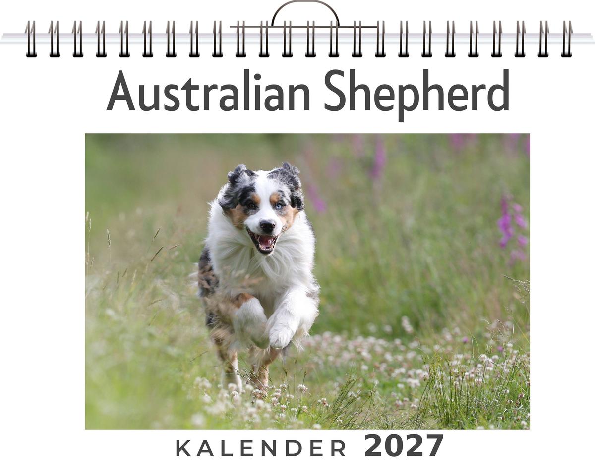 Australian Shepherd