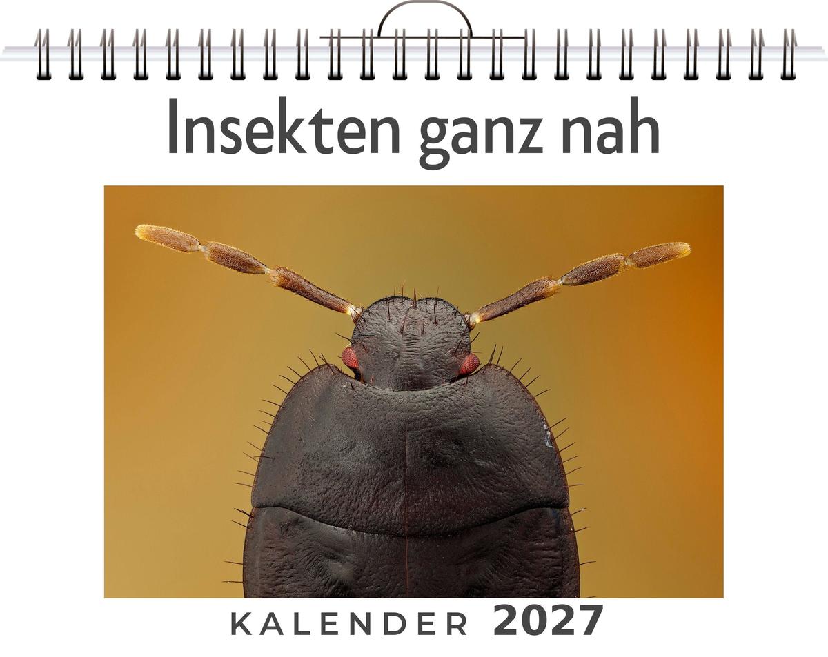 Insekten ganz nah