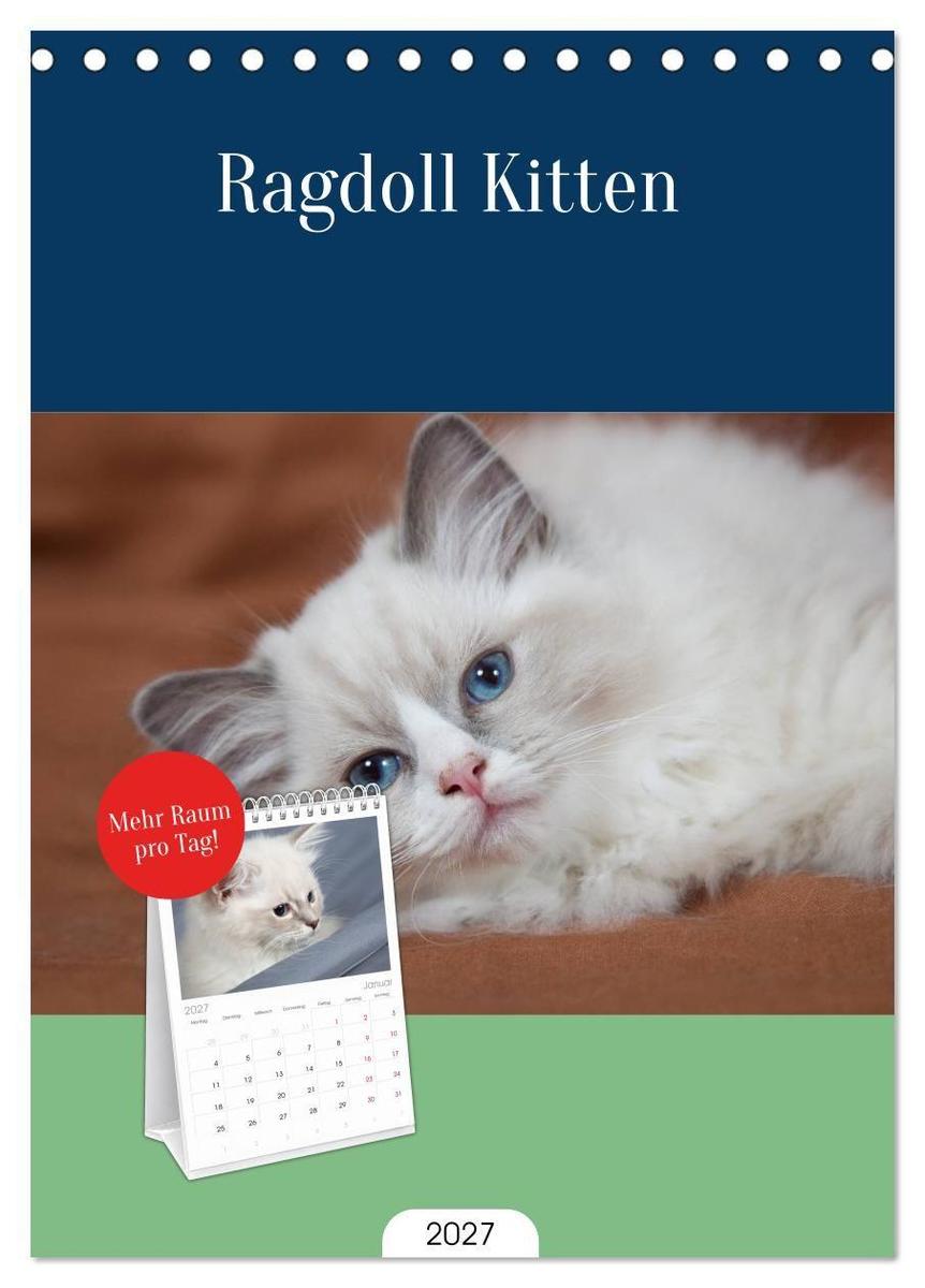 Tischplaner 2027 - Ragdoll Kitten (A5 Tischkalender zum Aufstellen) CALVENDO