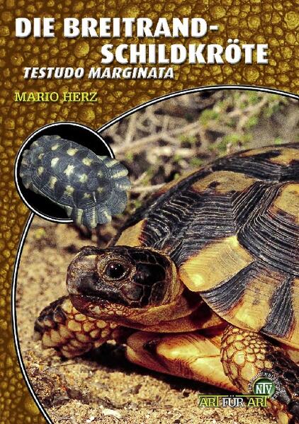 Die Breitrandschildkröte