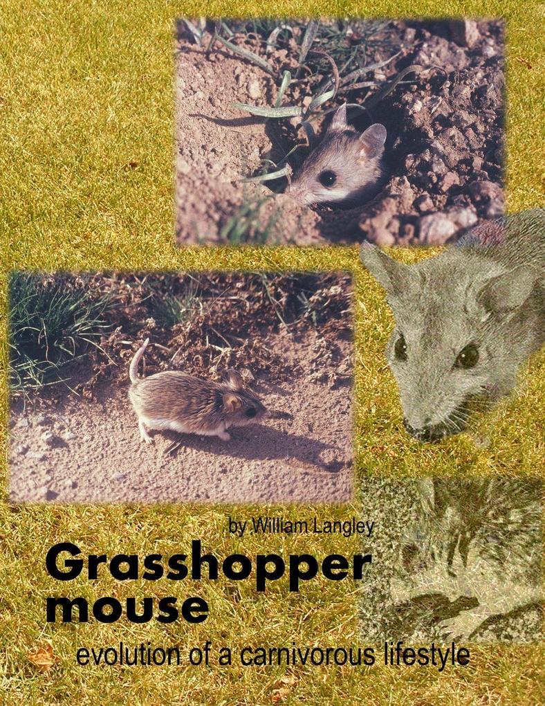 Grasshopper mouse