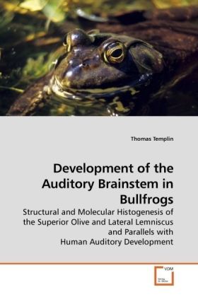 Development of the Auditory Brainstem in Bullfrogs