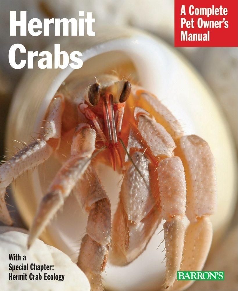 Hermit Crabs: Everything about Purchase Care and Nutrition