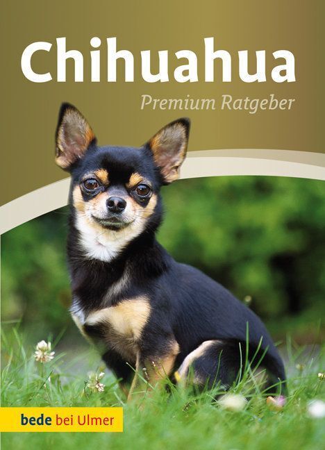 Chihuahua Annette Schmitt - Bild 3