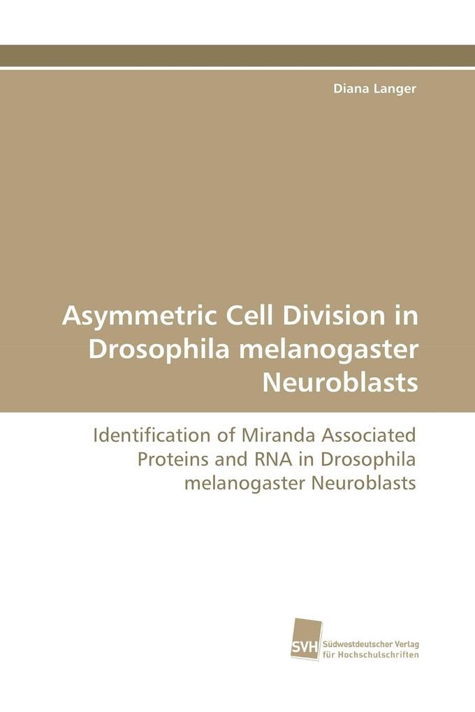 Asymmetric Cell Division in Drosophila melanogaster Neuroblasts
